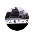 ねこーすの日常➕まねきねこ雨汐ちゃん（個別スタンプ：32）