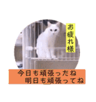 ねこーすの日常➕まねきねこ雨汐ちゃん（個別スタンプ：33）