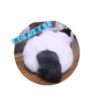 ねこーすの日常➕まねきねこ雨汐ちゃん（個別スタンプ：35）