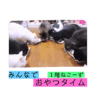ねこーすの日常➕まねきねこ雨汐ちゃん（個別スタンプ：37）