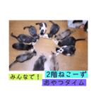 ねこーすの日常➕まねきねこ雨汐ちゃん（個別スタンプ：38）