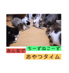 ねこーすの日常➕まねきねこ雨汐ちゃん（個別スタンプ：39）