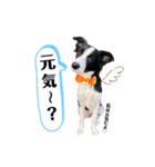ボーダーコリー『ベル』（個別スタンプ：10）