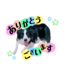 ボーダーコリー『ベル』（個別スタンプ：13）