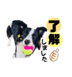 ボーダーコリー『ベル』（個別スタンプ：16）