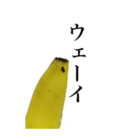 バナナの写真スタンプ【BIC】（個別スタンプ：28）