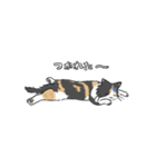 三毛猫はなきゅん（個別スタンプ：21）