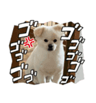 レフラースタンプ4（個別スタンプ：31）