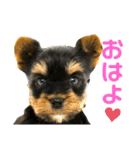 我が家のおてんばヨーキー子犬編（個別スタンプ：1）