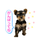 我が家のおてんばヨーキー子犬編（個別スタンプ：2）