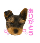 我が家のおてんばヨーキー子犬編（個別スタンプ：4）