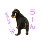 我が家のおてんばヨーキー子犬編（個別スタンプ：6）