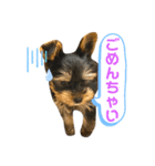 我が家のおてんばヨーキー子犬編（個別スタンプ：7）