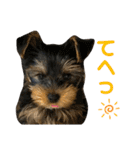 我が家のおてんばヨーキー子犬編（個別スタンプ：8）