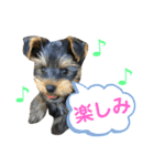 我が家のおてんばヨーキー子犬編（個別スタンプ：9）