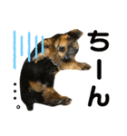 我が家のおてんばヨーキー子犬編（個別スタンプ：10）