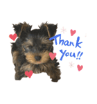 我が家のおてんばヨーキー子犬編（個別スタンプ：12）