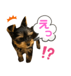 我が家のおてんばヨーキー子犬編（個別スタンプ：14）