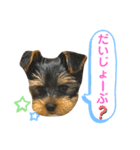 我が家のおてんばヨーキー子犬編（個別スタンプ：15）