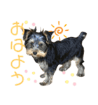 我が家のおてんばヨーキー子犬編（個別スタンプ：18）
