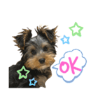 我が家のおてんばヨーキー子犬編（個別スタンプ：21）