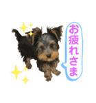 我が家のおてんばヨーキー子犬編（個別スタンプ：22）