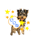 我が家のおてんばヨーキー子犬編（個別スタンプ：24）