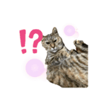 ペコの変顔スタンプ（個別スタンプ：1）