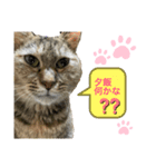 ペコの変顔スタンプ（個別スタンプ：7）