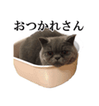 ぶさかわいい猫のスタンプ使いやすい関西弁（個別スタンプ：22）