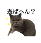 ぶさかわいい猫のスタンプ使いやすい関西弁（個別スタンプ：26）