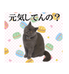 ぶさかわいい猫のスタンプ使いやすい関西弁（個別スタンプ：38）