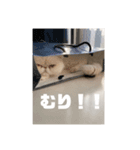 ぺるのスタンプ2（個別スタンプ：2）