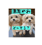 あくびとつくね。たまにししゃも（個別スタンプ：3）