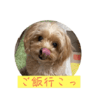 あくびとつくね。たまにししゃも（個別スタンプ：4）