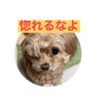 あくびとつくね。たまにししゃも（個別スタンプ：6）