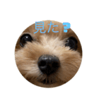 あくびとつくね。たまにししゃも（個別スタンプ：7）