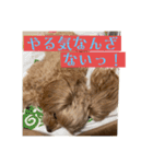 あくびとつくね。たまにししゃも（個別スタンプ：10）
