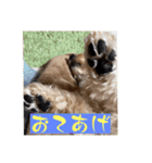あくびとつくね。たまにししゃも（個別スタンプ：11）
