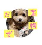 あくびとつくね。たまにししゃも（個別スタンプ：12）