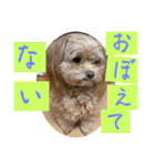 あくびとつくね。たまにししゃも（個別スタンプ：16）