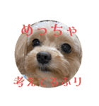 あくびとつくね。たまにししゃも（個別スタンプ：19）
