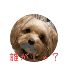 あくびとつくね。たまにししゃも（個別スタンプ：20）