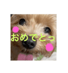 あくびとつくね。たまにししゃも（個別スタンプ：23）