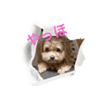 あくびとつくね。たまにししゃも（個別スタンプ：24）