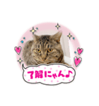 楽しい仲間だにゃん（個別スタンプ：1）
