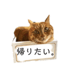 River side〰️（個別スタンプ：1）