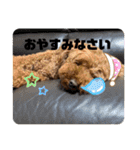 トイプードルのぎんときスタンプ（個別スタンプ：2）