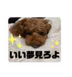 トイプードルのぎんときスタンプ（個別スタンプ：20）