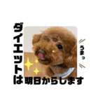 トイプードルのぎんときスタンプ（個別スタンプ：24）